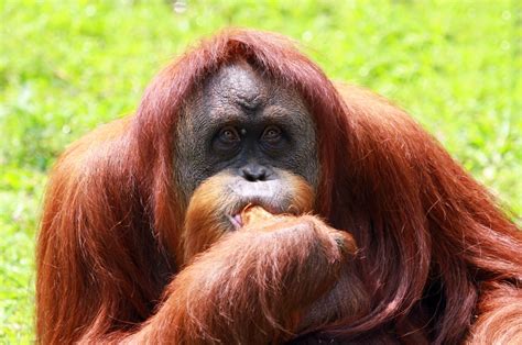 Orangutan Bites Zoo Volunteer Detaches Her Thumb