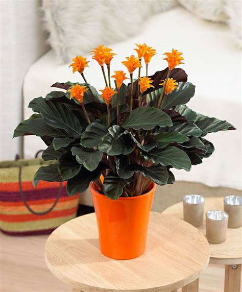 Filmed on sunday aboard @newportcoastaladventure, the ultimate whale watch experience! Calathea crocata 'tähkämaija | Decoração com vasos de plantas