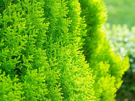 17 Amazing Evergreen Trees From Fast Growing To Privacy Trees The