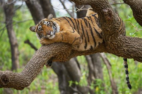 Most Number Of Tigers Seized From Poachers In India In 2 Decades Report