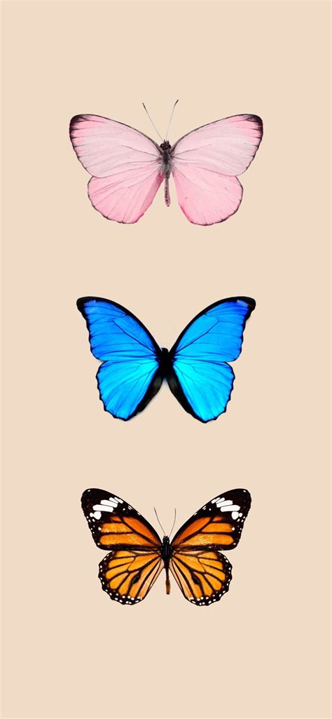 Pastel Butterfly Wallpapers Top Free Pastel Butterfly Backgrounds