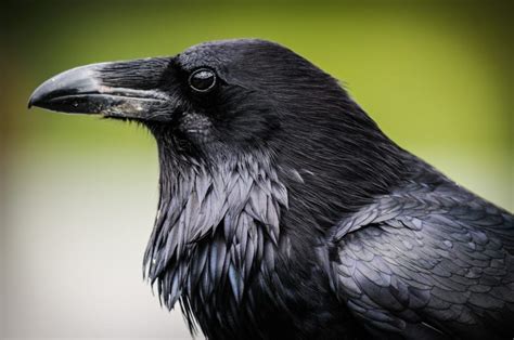 Crow Symbolism Crow Meaning Myths And Legends About The Crow By Avia On Whats Your Sign
