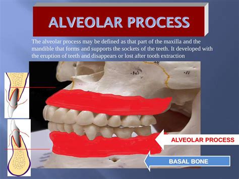 Pdf The Alveolar Process May Be Defined As That Part Of Alveolar