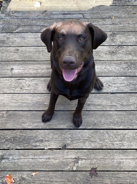 Silver labradors make excellent family dogs. Labrador Retriever Puppies For Sale | Waterford Township, MI #339672