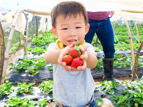 Strawberry Farm Attraction Baguio City Tourist Spots Tourist