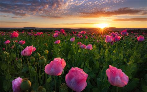 Wallpaper Pink Poppies Flowers Sunrise Dawn Germany 1920x1200 Hd