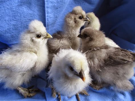 Mughal Birds Most Beautiful White Silkie Bantam Chickens And Baby