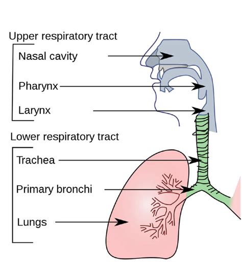 Respiratory System Organs Lesson 0664 Tqa Explorer