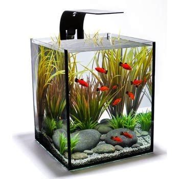 Bentuk dari ikan ini unik dan bagus sehingga cocok untuk diletakkan di aquarium rumah anda. Model Akuarium Kecil untuk di Kamar yang Cantik Unik dan Keren