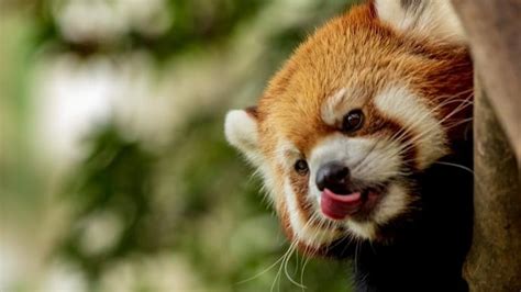 International Red Panda Day 2021 History Significance And Facts About