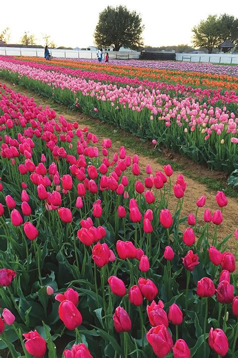 Tiptoe Through The Tulips At Texas Tulips See Where To Pick Your Own