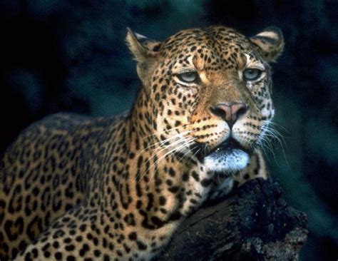 The jaguar's present range extends from southwestern united states and mexico in north america, across much. Cheetah, Leopard and/or gepard - what is the difference ...