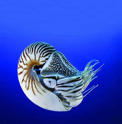 Chambered Nautilus Cousteau