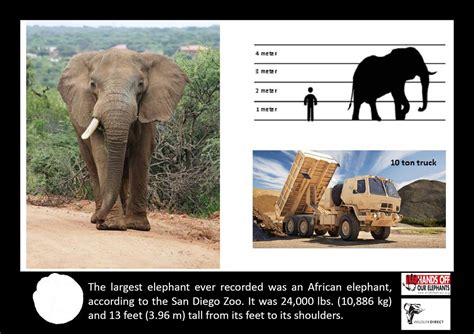 Largest Elephant In The World On Record
