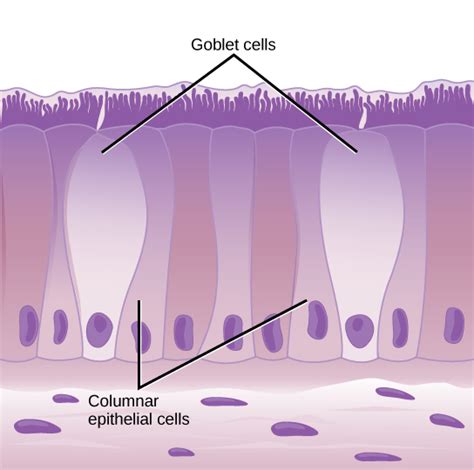 Epithelial Tissues Biology For Majors Ii