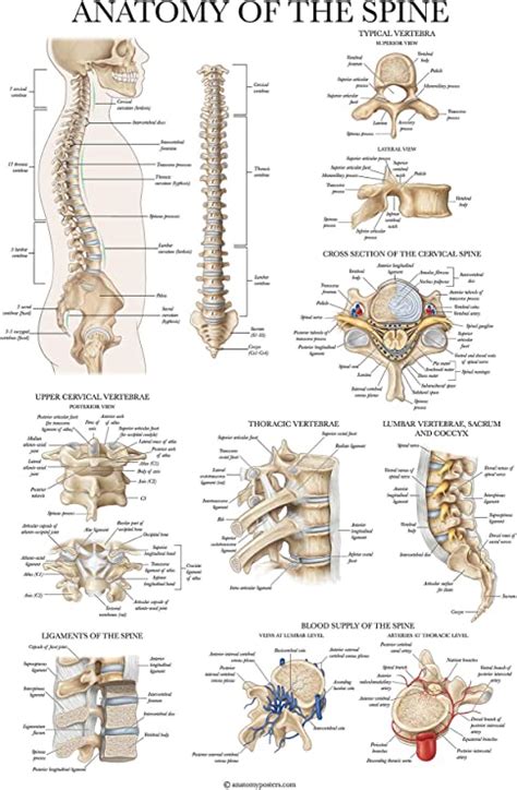 Amazon Com Palace Learning Anatomy Of The Spine Poster Laminated Spinal Anatomical Chart