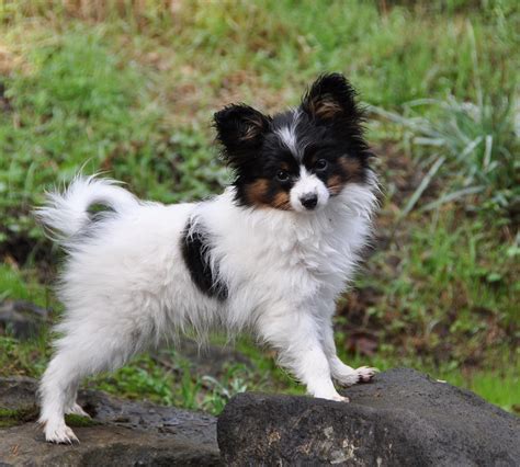 Find papillon dogs and puppies from california breeders. Road's End Papillons : 3.75 Months old Papillon (Phalene_ Puppies