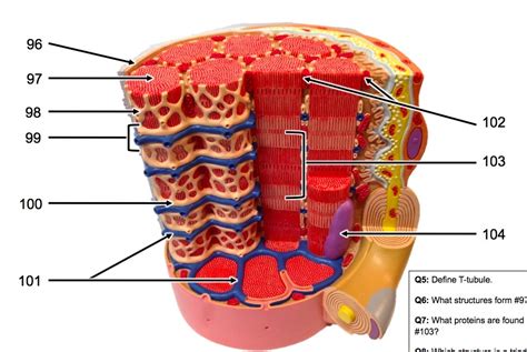 Muscle Cell Diagram Labeled