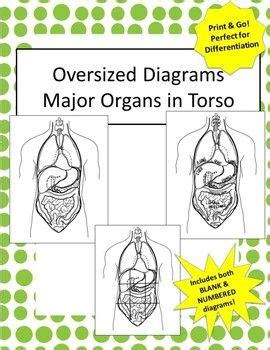 The bones of the spine and the ribs provide further protection. Oversized Major Organs in Torso Diagrams W&W/O Labels ...