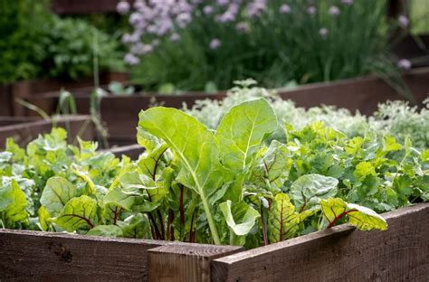 Start A Simple Spring Vegetable Garden Box Kellogg Garden Organics
