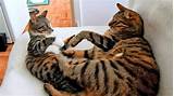 Are female cats more bossy and demanding? Male Cat vs Female Kitten - YouTube