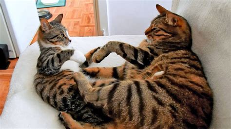 Do you know how to tell if a cat is in heat? Male Cat vs Female Kitten - YouTube
