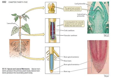 Plant Tissues Biology4isc