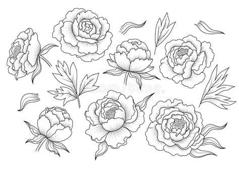 Peonies Line Art Stock Vector Illustration Of Floral 41266321