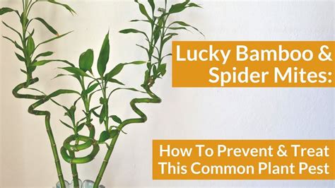 It's believed that keeping lucky bamboo inside houses and business there also shouldn't be any browning on the tips of the leaves. There's One Reason Why Your Lucky Bamboo May Be Pale and ...