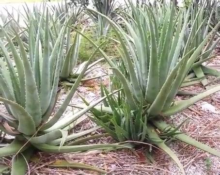 The Aloe Vera Plant and Aloe Vera Plant Care - Ultimate Guide