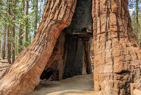 Discover 8 Spectacular Sequoia Groves Near San Francisco