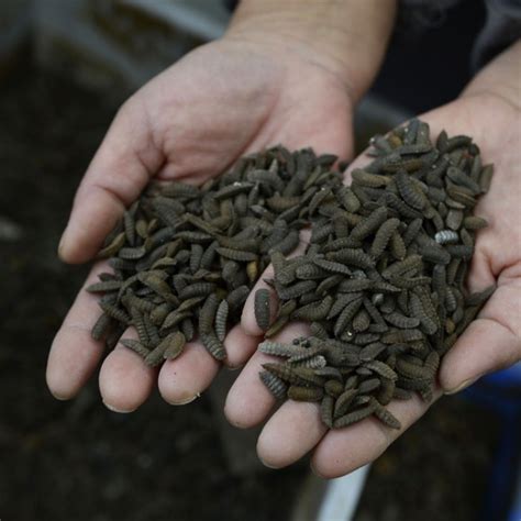 How Maggots Can Put Chinas Mountains Of Food Waste To Good Use South