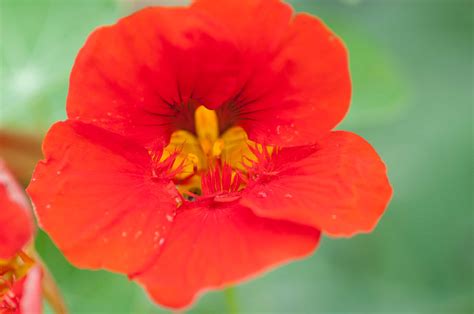 Feb 28, 2020 · attractive bouquets and arrangements combine strong structural elements with fillers and foliage to bulk out and meld the dominant ingredients. 10 Spring Plants to Grow from Seeds - P. Allen Smith