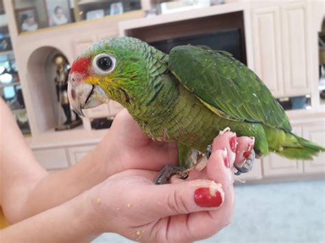 Mexican Red Amazon Parrot For Sale Freddy Pets