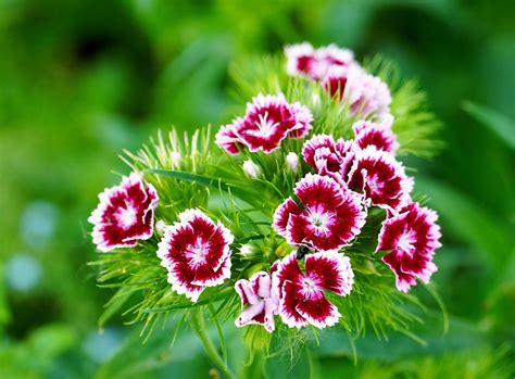 Dianthus Plants Sent Direct From Uks Finest Growers Roots Plants
