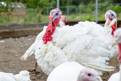 Descubre Aquí Todo Sobre La Crianza De Pavos Y Sus Cuidados