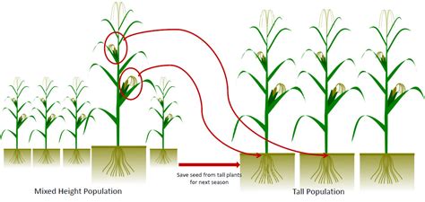 Marker Assisted Breeding Artificial Selection And The New