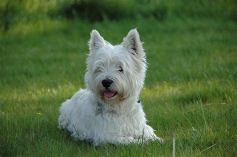 Westie Découvrez La Race De Chien