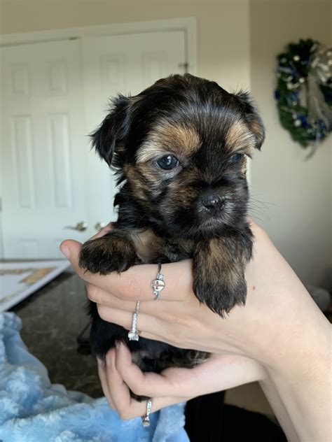 Offspring look much like a maltese puppy except for color. Morkie Puppies For Sale | Kyle, TX #324365 | Petzlover