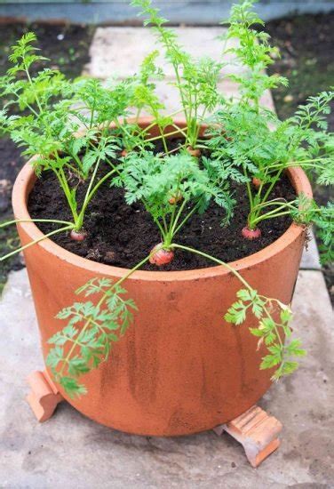 Growing Carrots In Containers Carrot Care In Pots