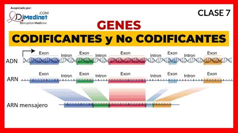 🔴 7 Genes Codificantes Exones Y No Codificantes Intrones 🧬