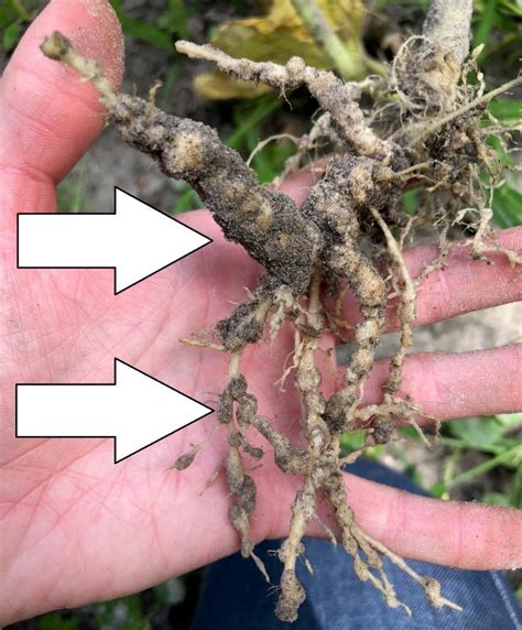 Beware Of Root Knot Nematodes In Your Garden Gardening In The Panhandle