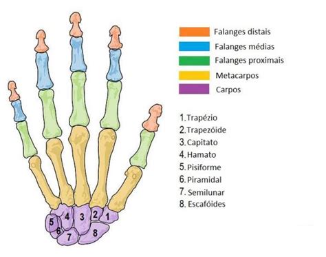 ossos da mao Anatomia Clínica