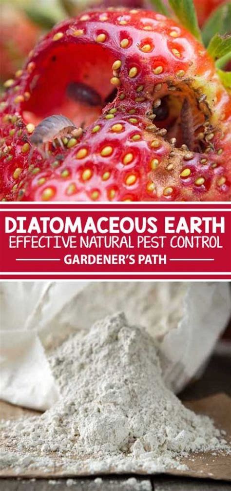 Diatomaceous earth has many industrial and medical uses. How to Use Diatomaceous Earth for Pest Control ...