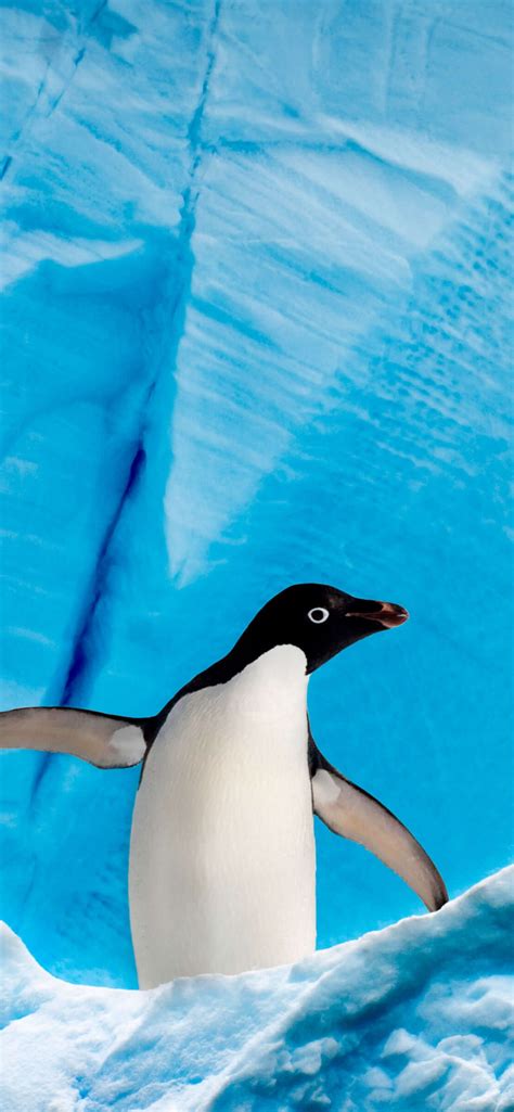 Penguin Wallpaper Iphone