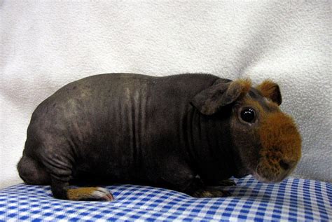 Hairless Guinea Pigs Review Are They The Right Pet For You