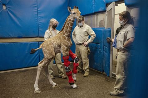 Human medical intervention rescues San Diego Zoo giraffe - Los Angeles