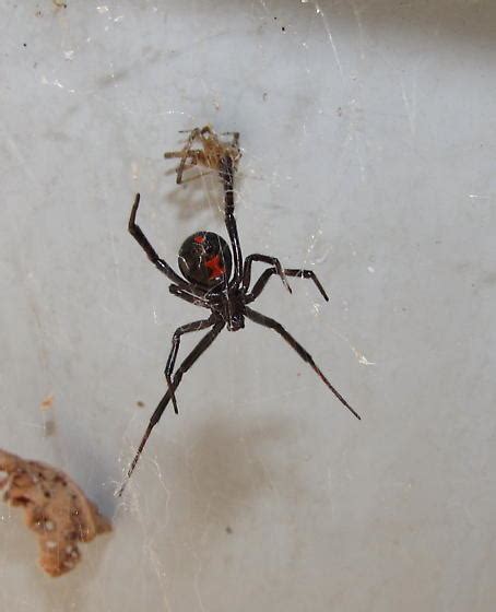 Southern Black Widow In Colorado Latrodectus Hesperus Bugguidenet