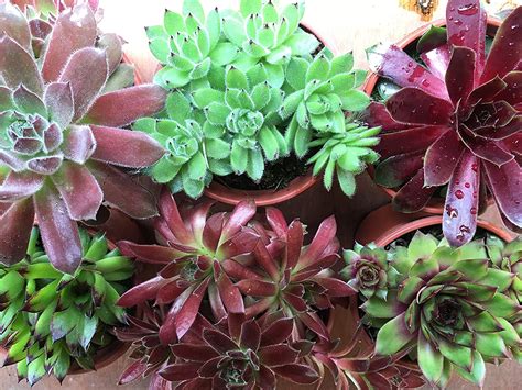 5 X Sempervivum Hens And Chicks Mother Plant In 9cm Pot Ready For Taking