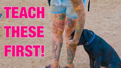 To train your shih tzu puppy obedience commands, you need to find the right motivation for him. Basic Obedience puppy training! - YouTube